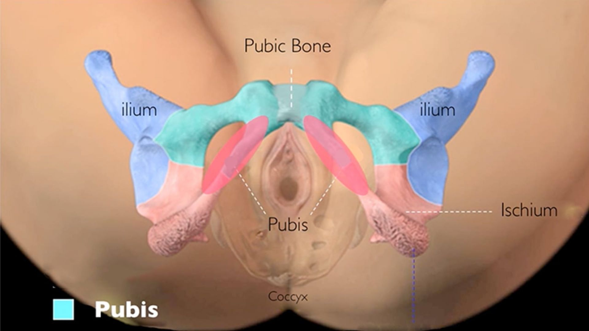 Your Anatomy Revealed