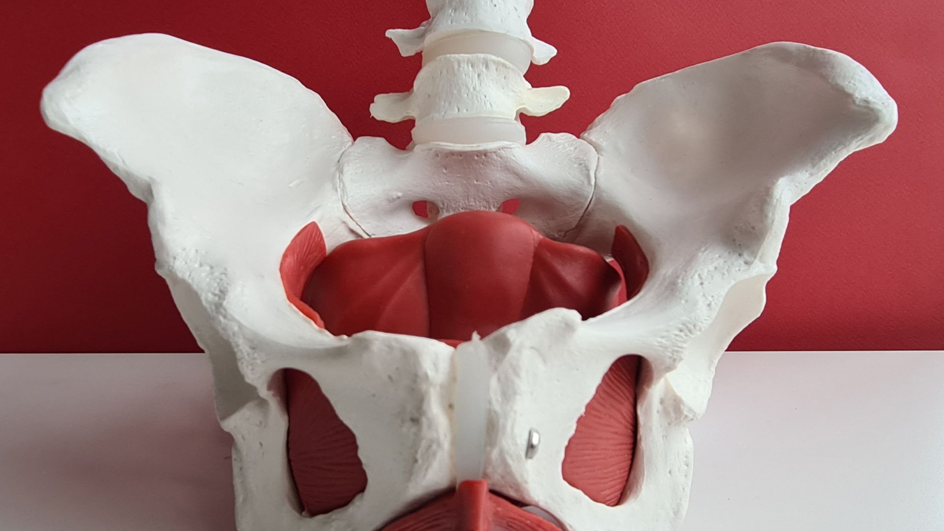 Mastering Pelvic Floor Mechanics: A Comprehensive Guide