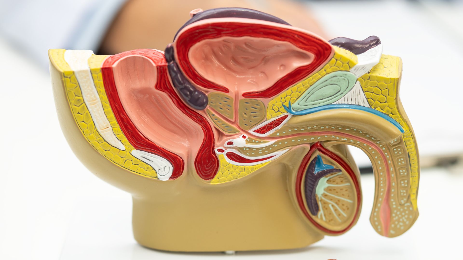 Anatomy: Shape And Size