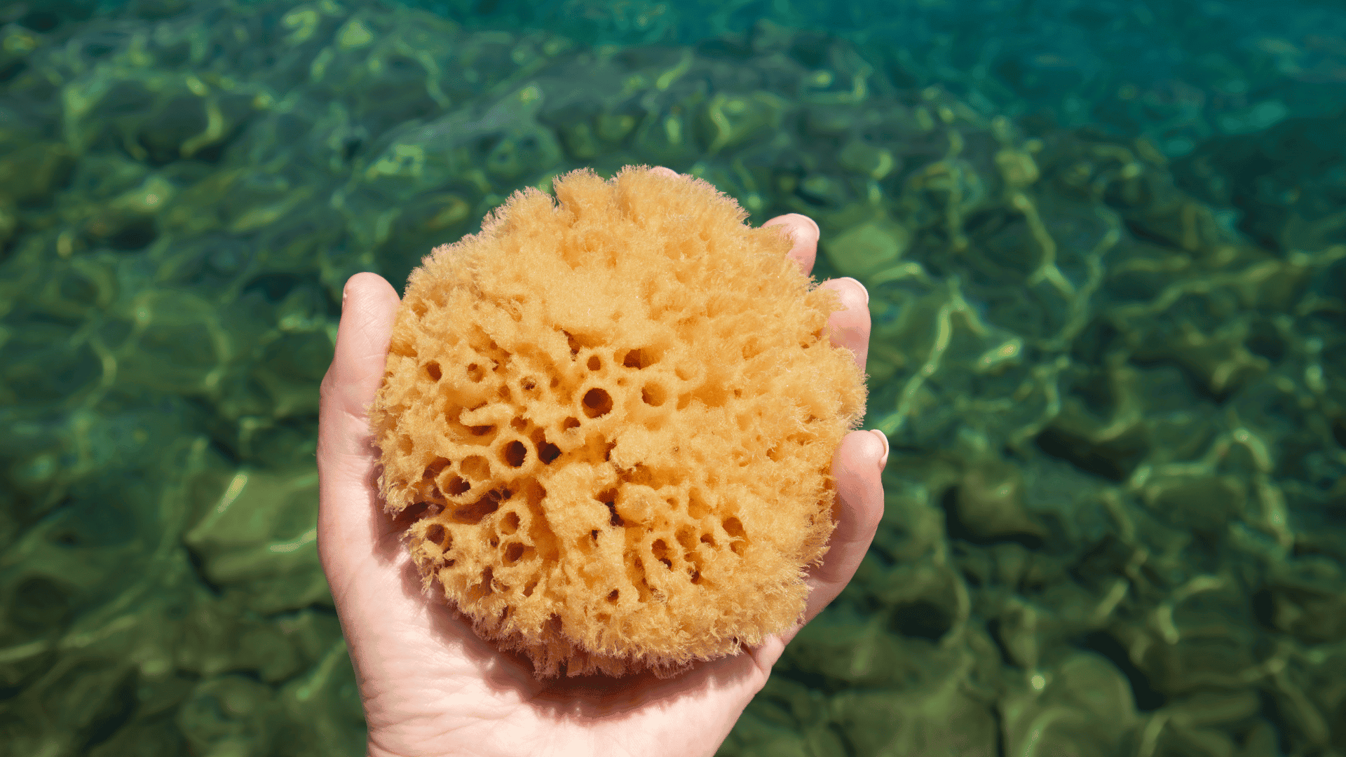 Anatomy: Perineal Sponge