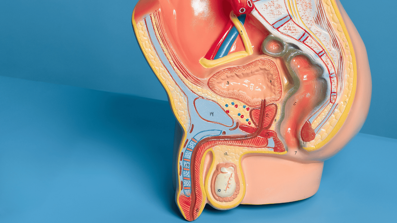 Anatomy: The Pelvic and Hypogastric Nerve