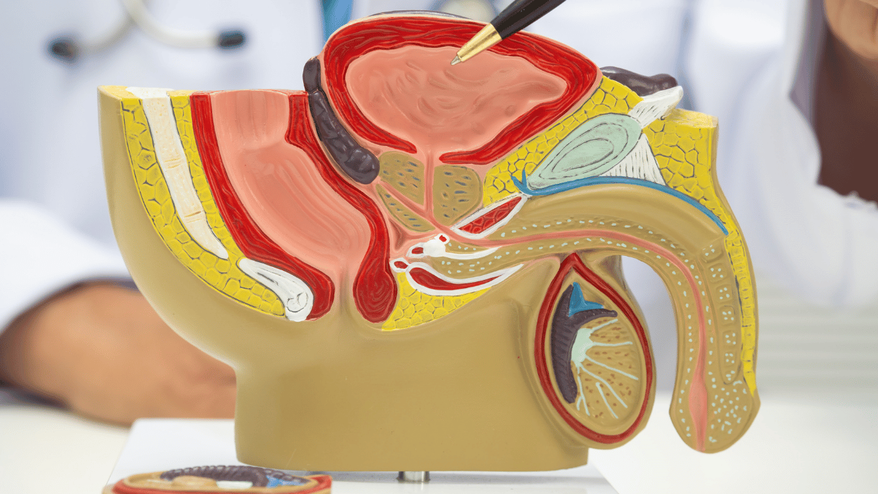 Anatomy: His Pelvic Floor for Pleasure and Relaxation