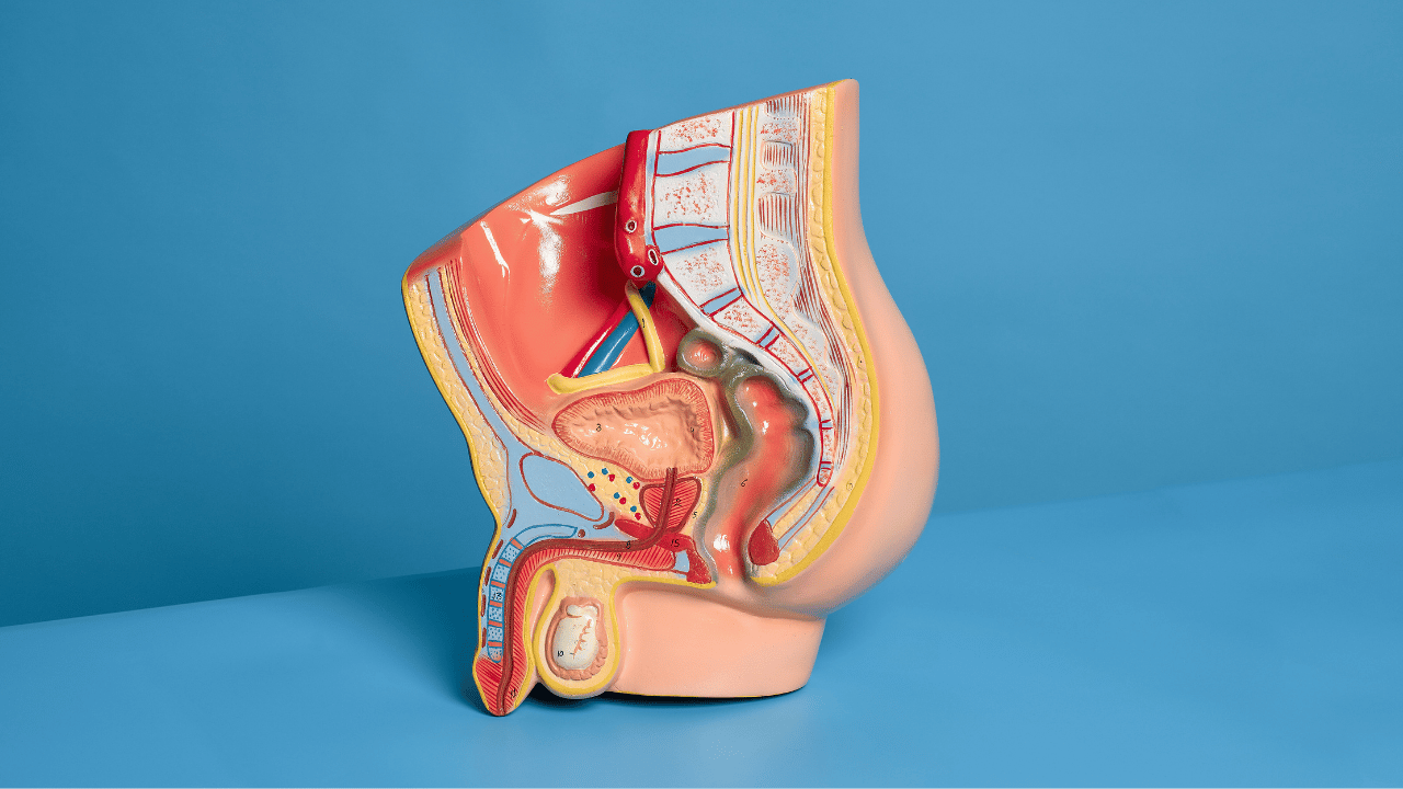 Cock Anatomy