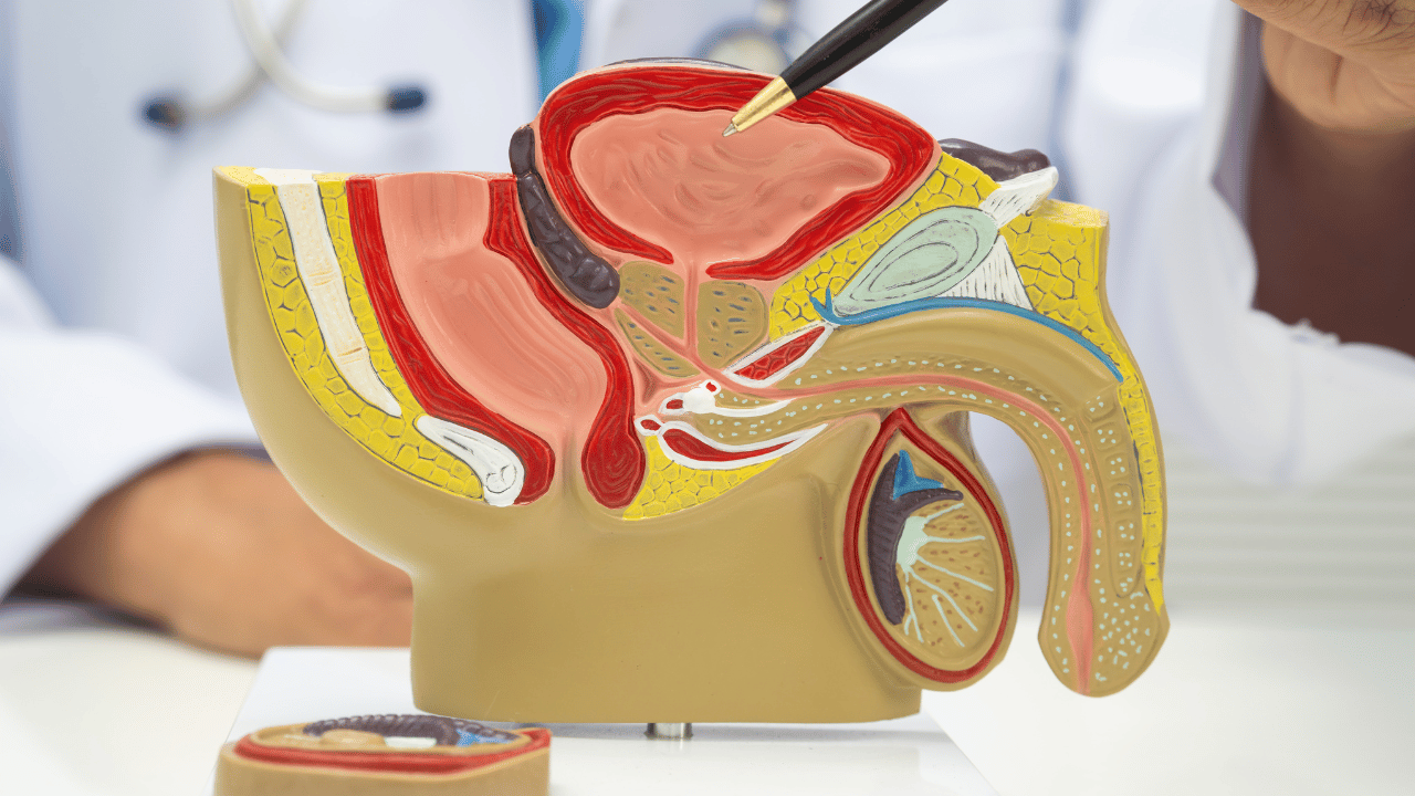  Anatomy: His Pelvic Floor For Pleasure And Relaxation