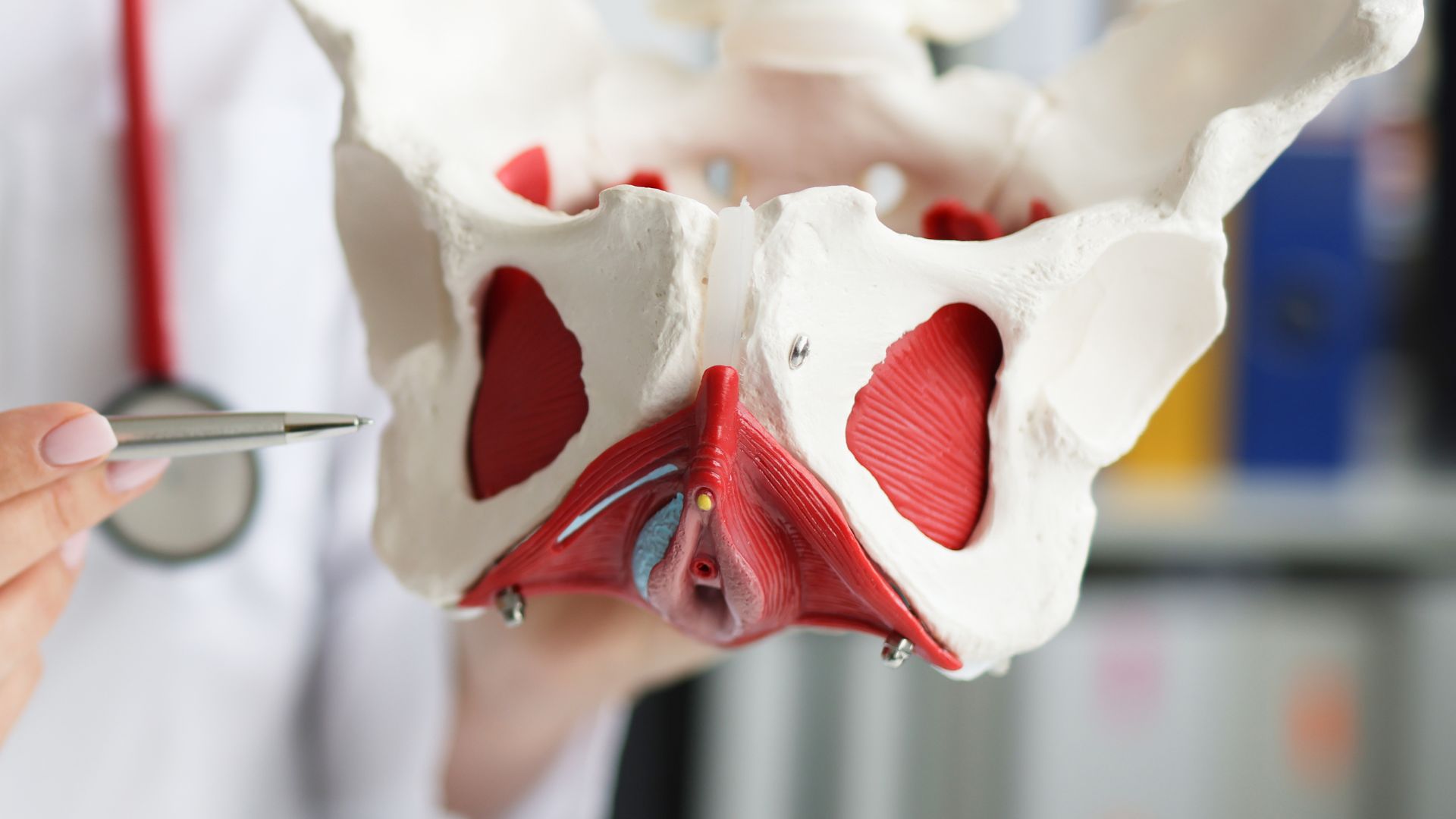 ELU Foundation - Anatomy